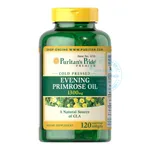 Evening Primrose Hoa Anh Thảo